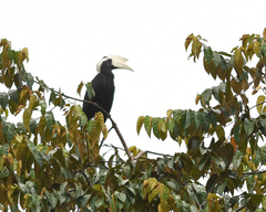 Anthracoceros malayanus