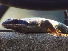 Trachylepis punctatissima