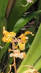 Oncidium