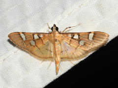 Cotachena histricalis