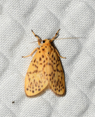 Miltochrista classeigera