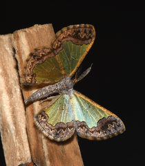 Zamarada denticulata