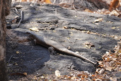 Matobosaurus validus