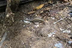 Eutropis multifasciata