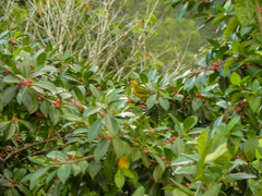 Tangara icterocephala