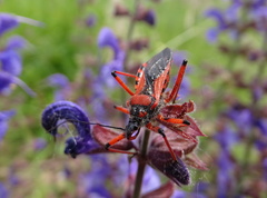 Rhynocoris iracundus