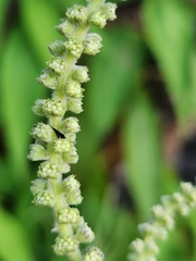 Colebrookea oppositifolia
