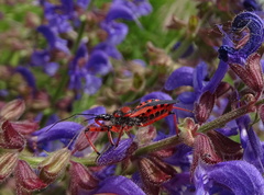 Rhynocoris iracundus