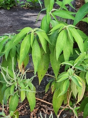 Colebrookea oppositifolia