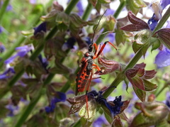 Rhynocoris iracundus