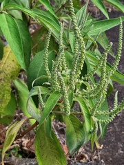 Colebrookea oppositifolia