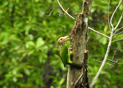 Psilopogon lineatus