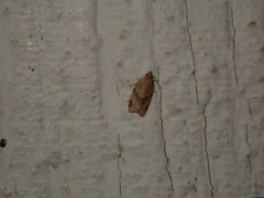Clepsis peritana