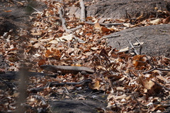 Matobosaurus validus