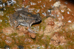 Occidozyga martensii