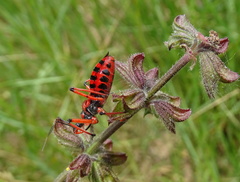 Rhynocoris iracundus