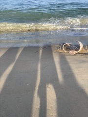 Myliobatis freminvillei