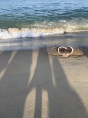 Myliobatis freminvillei