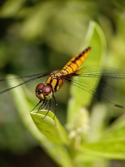 Aethriamanta brevipennis