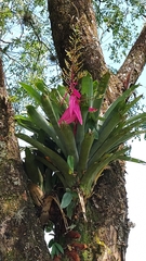 Aechmea servitensis