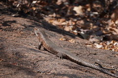 Matobosaurus validus