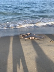 Myliobatis freminvillei