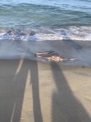 Myliobatis freminvillei