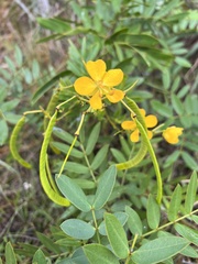 Senna chapmanii