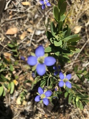 Heliophila linearis linearifolia