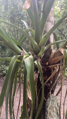 Aechmea bracteata