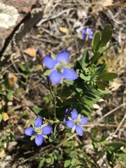 Heliophila linearis linearifolia