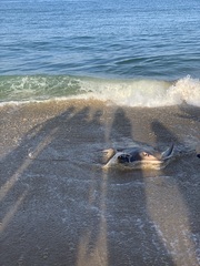 Myliobatis freminvillei