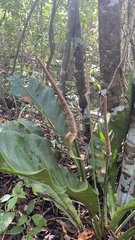 Anthurium schlechtendalii