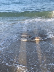 Myliobatis freminvillei