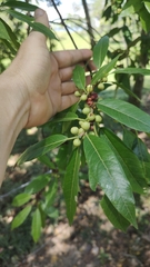 Ficus donnell-smithii