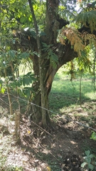Ficus donnell-smithii