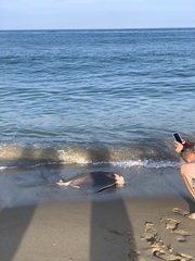 Myliobatis freminvillei