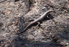 Trachylepis