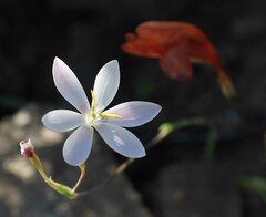 Hesperantha falcata