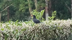Turdus merula azorensis