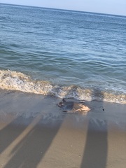 Myliobatis freminvillei