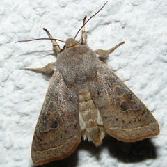 Orthosia gracilis