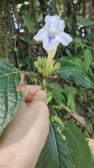 Ruellia tubiflora