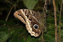 Caligo atreus