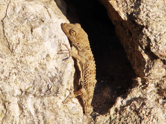 Tenuidactylus caspius