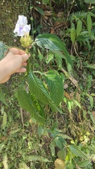 Ruellia tubiflora