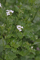 Cardamine cordifolia