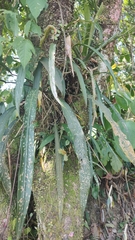 Anthurium friedrichsthalii