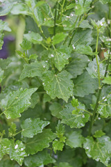 Cardamine cordifolia