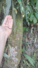 Anthurium friedrichsthalii